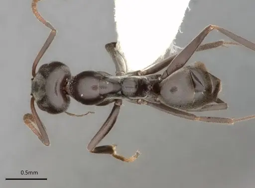 Dorymyrmex wolffhuegeli specimen CASENT0841503 image casent0841503_1