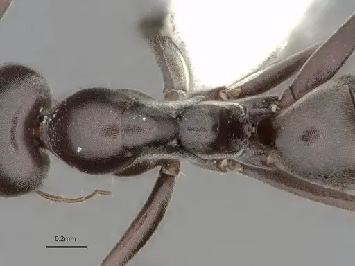 Dorymyrmex wolffhuegeli specimen CASENT0841503 image casent0841503_2