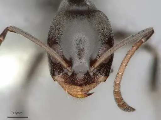 Dorymyrmex wolffhuegeli specimen CASENT0841503 image casent0841503_3