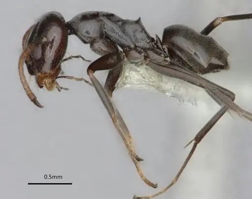 Dorymyrmex wolffhuegeli specimen CASENT0841503 image casent0841503_4