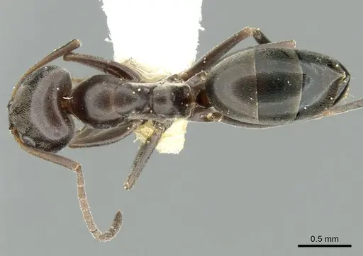 Dorymyrmex wolffhuegeli specimen CASENT0906228 image casent0906228_1