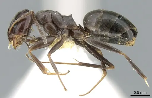 Dorymyrmex wolffhuegeli specimen CASENT0906228 image casent0906228_3