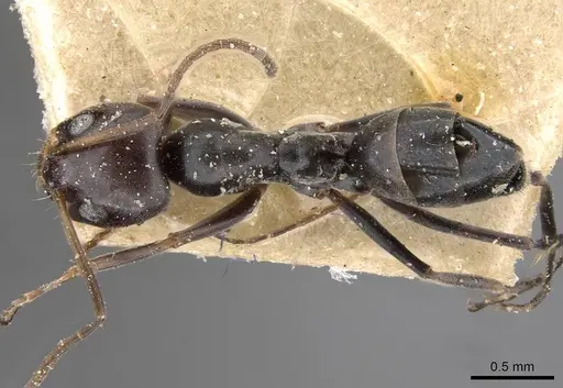 Dorymyrmex wolffhuegeli specimen CASENT0909747 image casent0909747_1