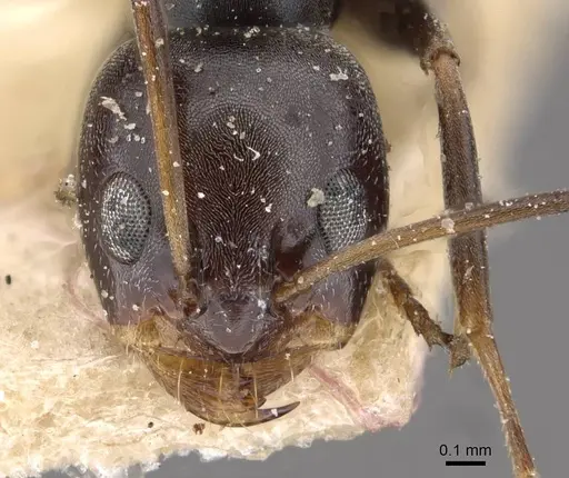 Dorymyrmex wolffhuegeli specimen CASENT0909747 image casent0909747_2