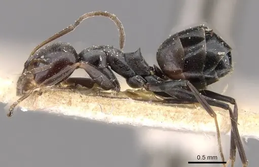 Dorymyrmex wolffhuegeli specimen CASENT0909747 image casent0909747_3