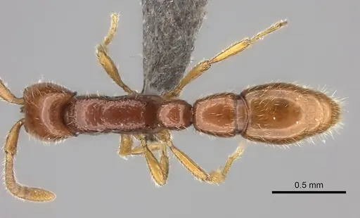 Eburopone wroughtoni specimen CASENT0235434 image casent0235434_1
