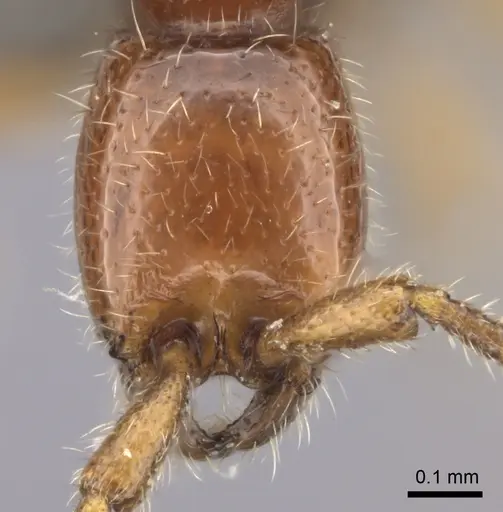 Eburopone wroughtoni specimen CASENT0235434 image casent0235434_2