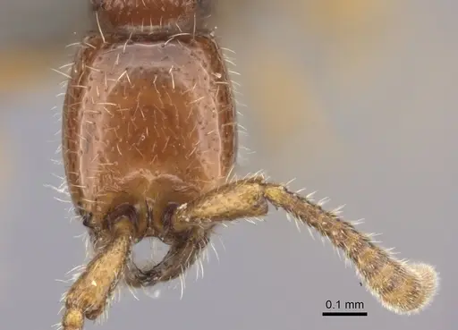 Eburopone wroughtoni specimen CASENT0235434 image casent0235434_3