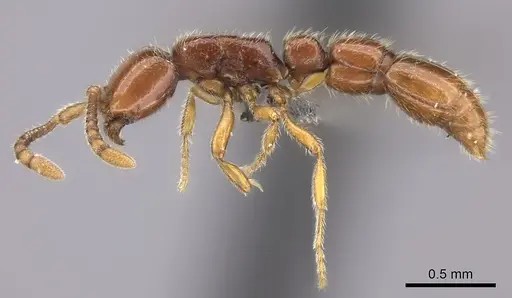 Eburopone wroughtoni specimen CASENT0235434 image casent0235434_4