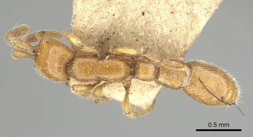 Eburopone wroughtoni specimen CASENT0249876 image casent0249876_1