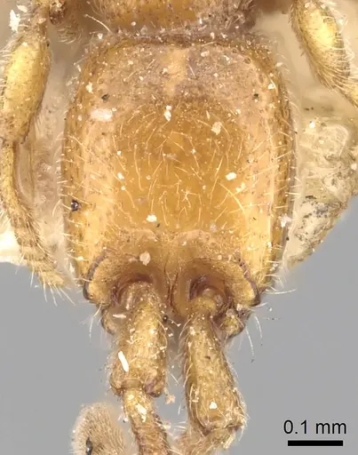 Eburopone wroughtoni specimen CASENT0249876 image casent0249876_2