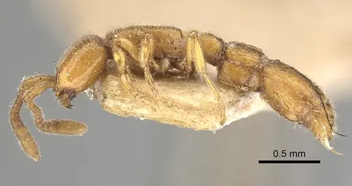 Eburopone wroughtoni specimen CASENT0249876 image casent0249876_3