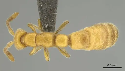 Eburopone wroughtoni specimen CASENT0813006 image casent0813006_1