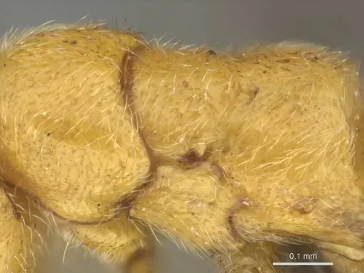 Eburopone wroughtoni specimen CASENT0813006 image casent0813006_2