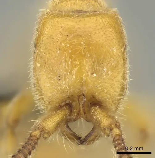 Eburopone wroughtoni specimen CASENT0813006 image casent0813006_3