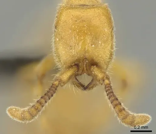 Eburopone wroughtoni specimen CASENT0813006 image casent0813006_4