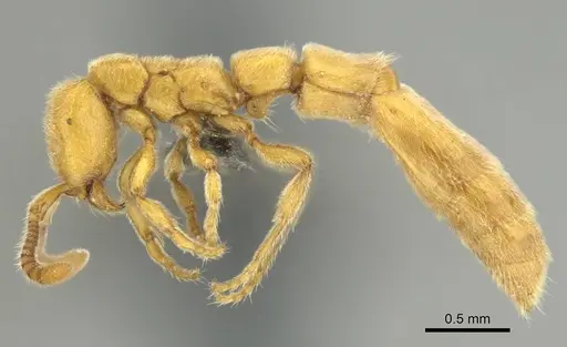 Eburopone wroughtoni specimen CASENT0813006 image casent0813006_5