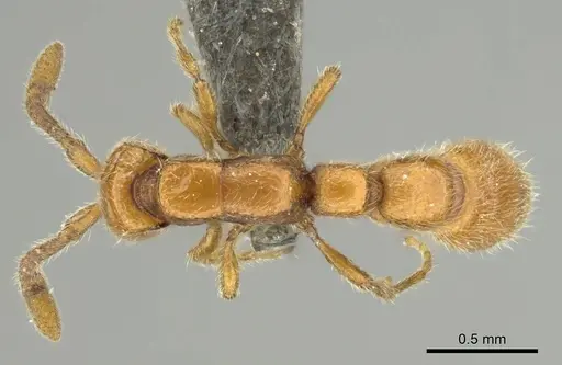 Eburopone wroughtoni specimen CASENT0813007 image casent0813007_1