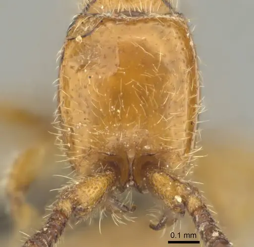 Eburopone wroughtoni specimen CASENT0813007 image casent0813007_2