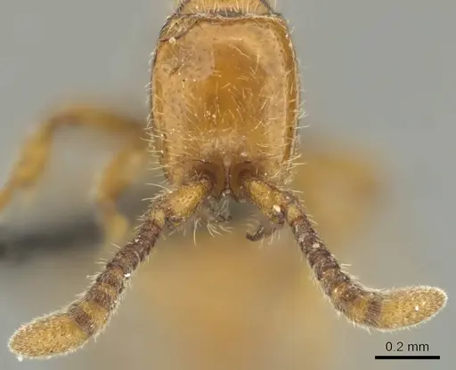 Eburopone wroughtoni specimen CASENT0813007 image casent0813007_3