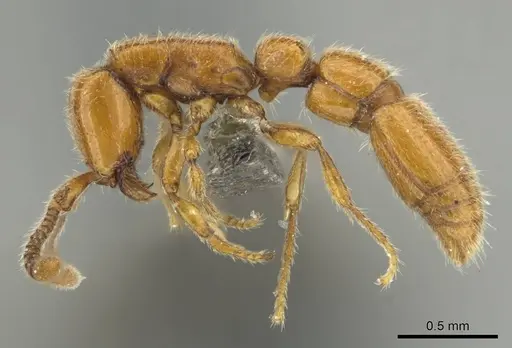 Eburopone wroughtoni specimen CASENT0813007 image casent0813007_4