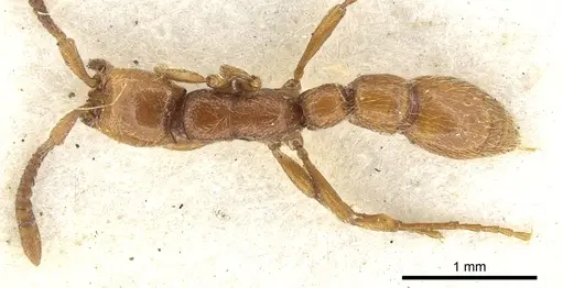Eburopone wroughtoni specimen CASENT0902707 image casent0902707_1