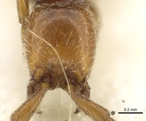 Eburopone wroughtoni specimen CASENT0902707 image casent0902707_2