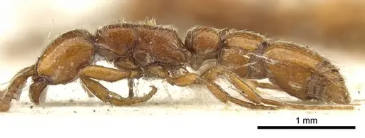 Eburopone wroughtoni specimen CASENT0902707 image casent0902707_3