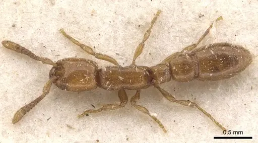 Eburopone wroughtoni specimen CASENT0907055 image casent0907055_1