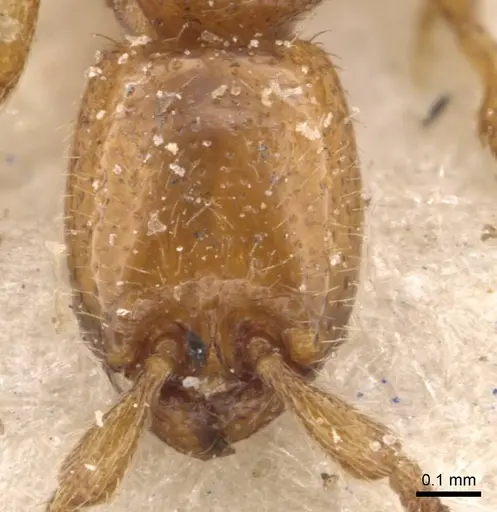 Eburopone wroughtoni specimen CASENT0907055 image casent0907055_2