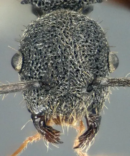 Echinopla angustata specimen CASENT0914944 image casent0914944_2