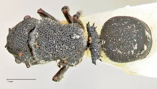 Echinopla arfaki specimen FOCOL2561 image focol2561_1