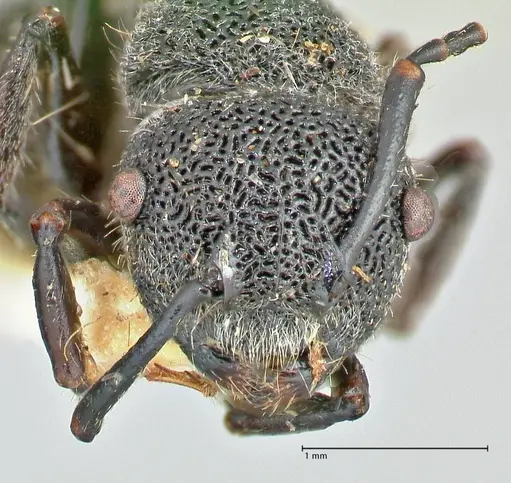 Echinopla arfaki specimen FOCOL2561 image focol2561_2