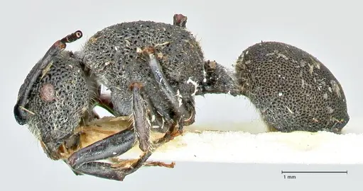 Echinopla arfaki specimen FOCOL2561 image focol2561_3