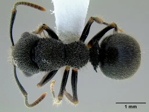 Echinopla australis specimen CASENT0106149 image casent0106149_1