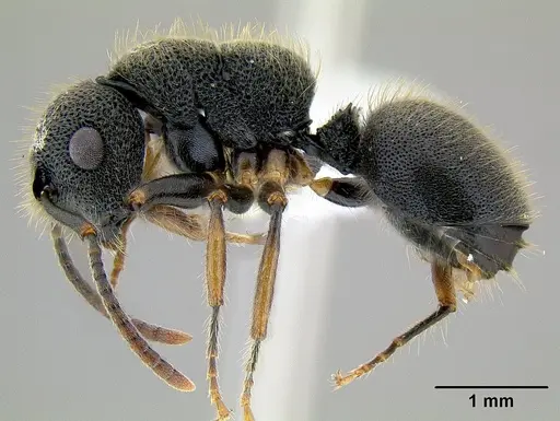 Echinopla australis specimen CASENT0106149 image casent0106149_3
