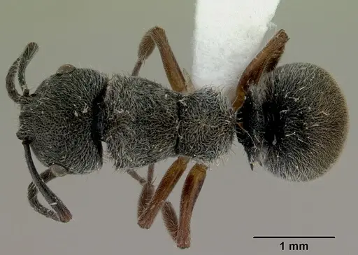 Echinopla australis specimen CASENT0172010 image casent0172010_1