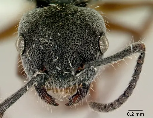 Echinopla australis specimen CASENT0172010 image casent0172010_2