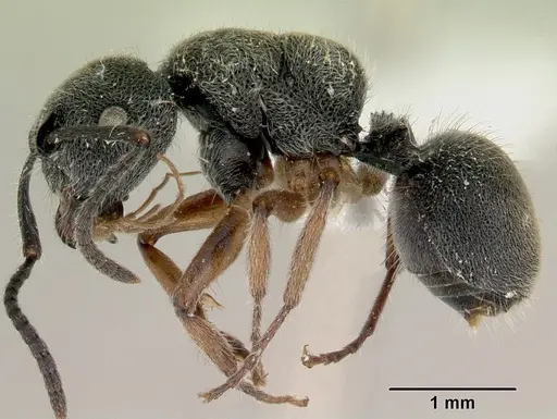 Echinopla australis specimen CASENT0172010 image casent0172010_3