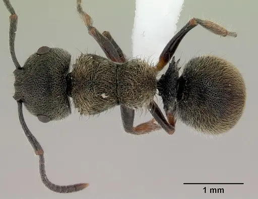 Echinopla australis specimen CASENT0172011 image casent0172011_1