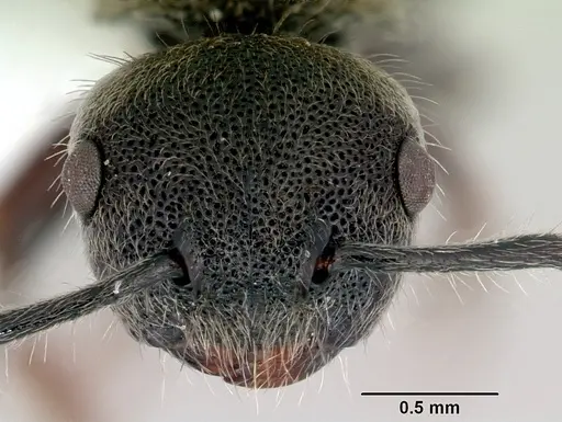 Echinopla australis specimen CASENT0172011 image casent0172011_2