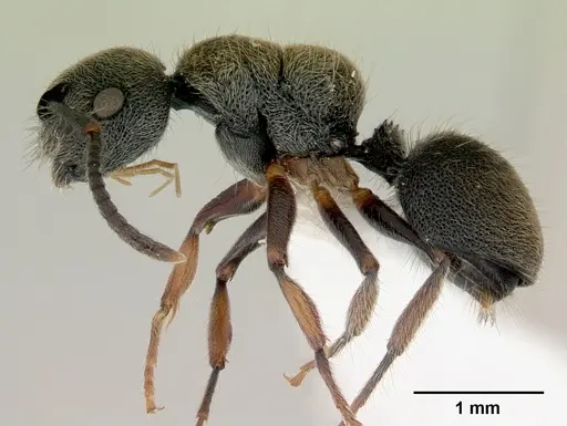 Echinopla australis specimen CASENT0172011 image casent0172011_3