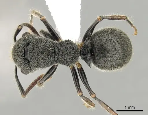 Echinopla australis specimen CASENT0280334 image casent0280334_1