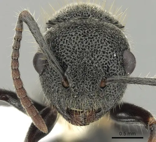 Echinopla australis specimen CASENT0280334 image casent0280334_2