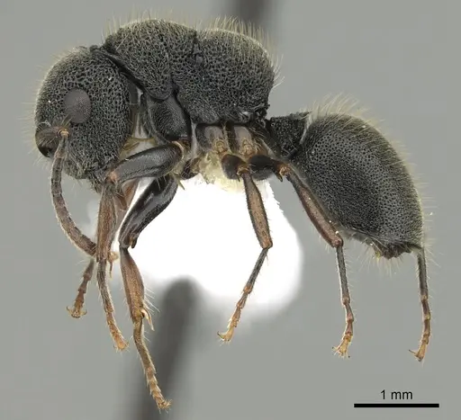 Echinopla australis specimen CASENT0280334 image casent0280334_3