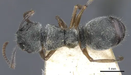 Echinopla australis specimen CASENT0903471 image casent0903471_1