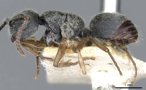 Echinopla australis specimen CASENT0903471 image casent0903471_3
