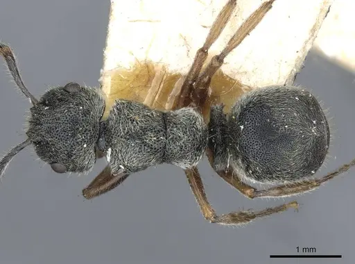 Echinopla australis specimen CASENT0910966 image casent0910966_1