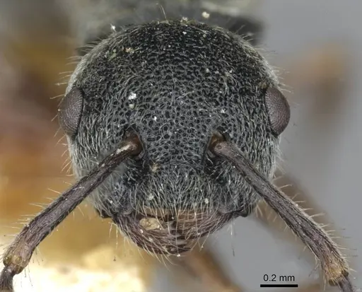 Echinopla australis specimen CASENT0910966 image casent0910966_2