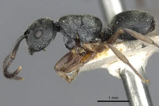 Echinopla australis specimen CASENT0910966 image casent0910966_3
